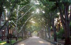 7 Things You Should Know About Walking On Locust Walk